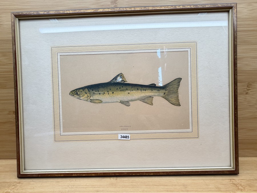 Vintage Fischdruck, Jonathan Couch, 1862, Lake Trout, CCXVI, im Rahmen 355x275mm mit Passepartout 210x130mm, Glasscheibe, schöner Druck