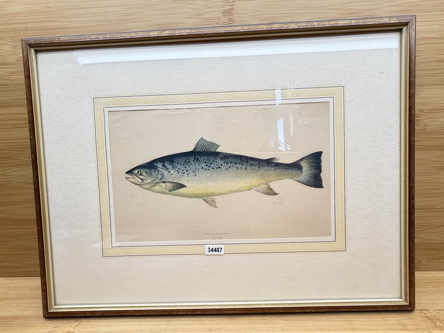Vintage Fischdruck, Jonathan Couch, 1862, Salmon - Trout, CCXV, im Rahmen 355x275mm mit Passepartout 210x130mm, Glasscheibe, schöner Druck