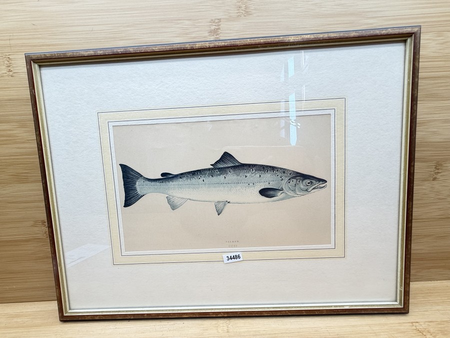 Vintage Fischdruck, Jonathan Couch, 1862, Salmon, CCXI, im Rahmen 355x275mm mit Passepartout 210x130mm, Glasscheibe, schöner Druck