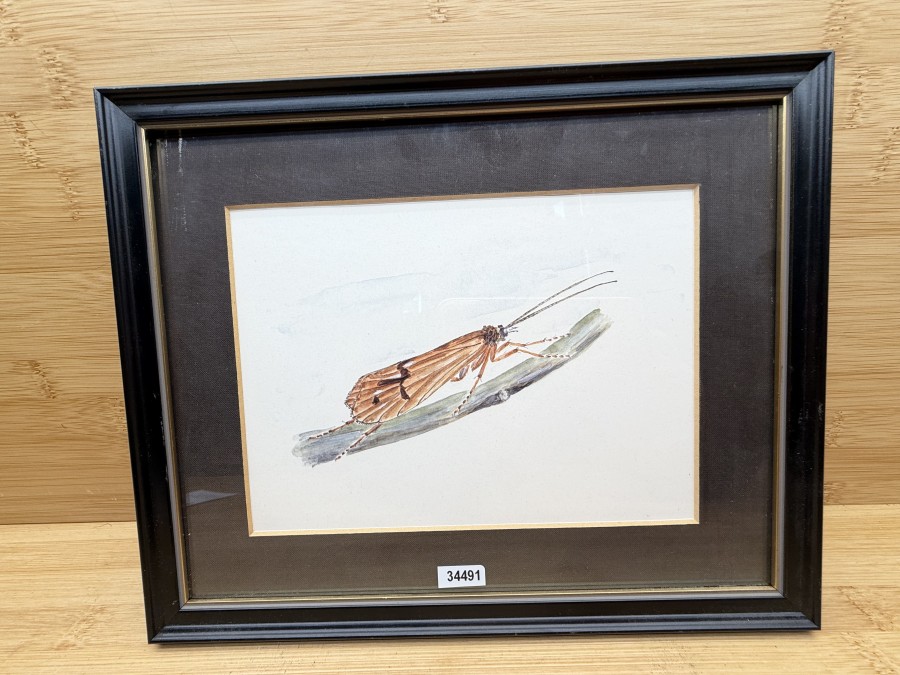 Köcherfliege, Reproduktion eines Aquarells für das Buch = Schauen und Fischen =, Fritz Ossadnik, in Originalgrösse, Verlag J. Schück, 1986, 265x215mm, Passebartout 185x135mm